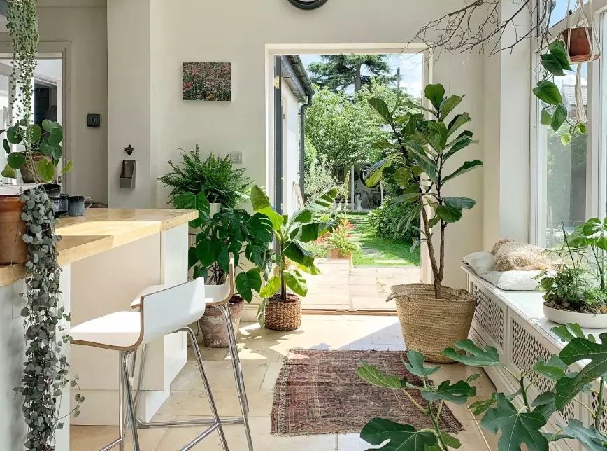 grow plants indoors grow plants indoors