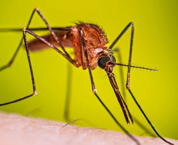 mosquito prevention mosquito prevention