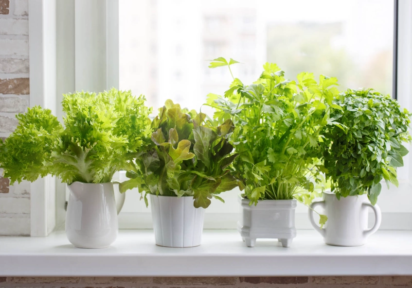 beginner indoor gardening beginner indoor gardening