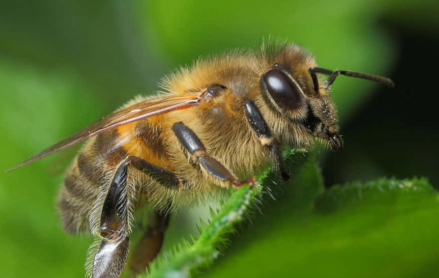 save the bees save the bees