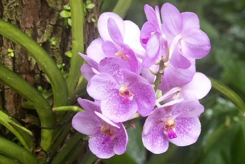 orchid problems orchid problems