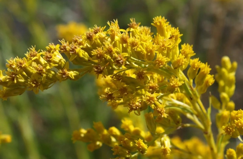 how to grow goldenrod