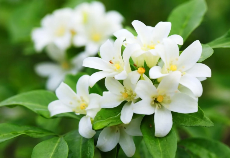 jasmine flower appearance