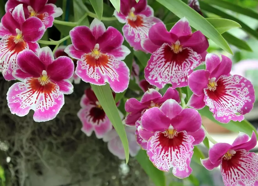 orchid types orchid types