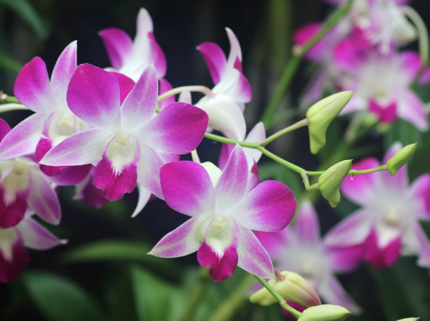 orchid problems orchid problems