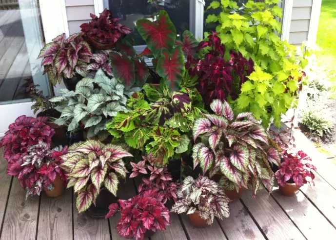 impatiens vs begonias