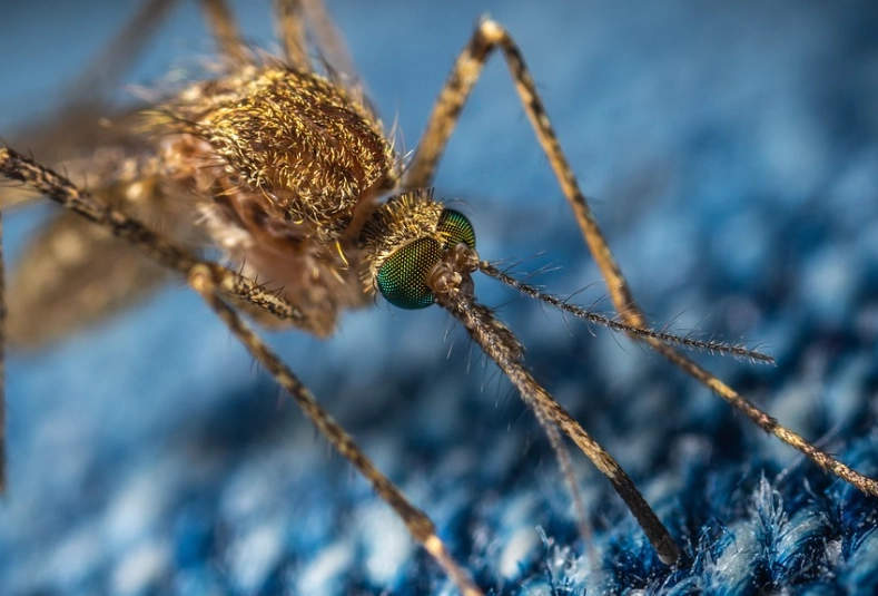 mosquito bites mosquito bites