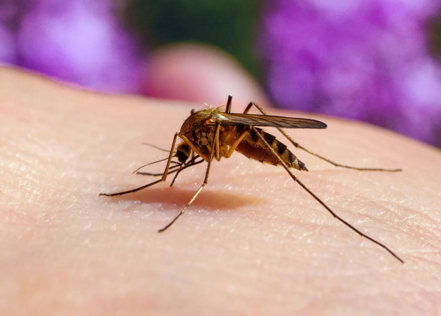 mosquito prevention mosquito prevention