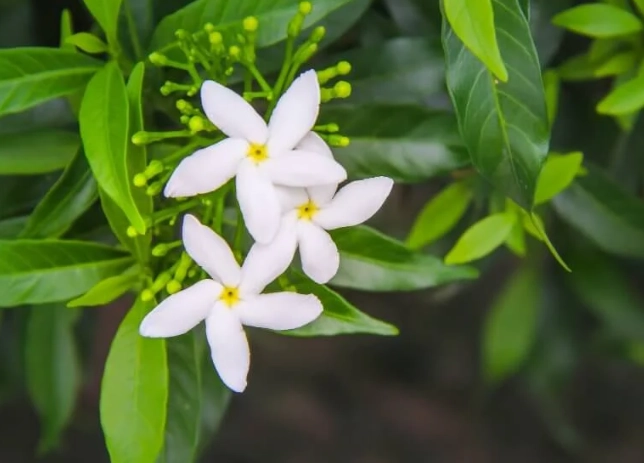 jasmine plant identification