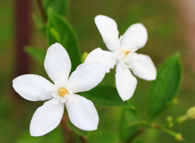 what does jasmine look like