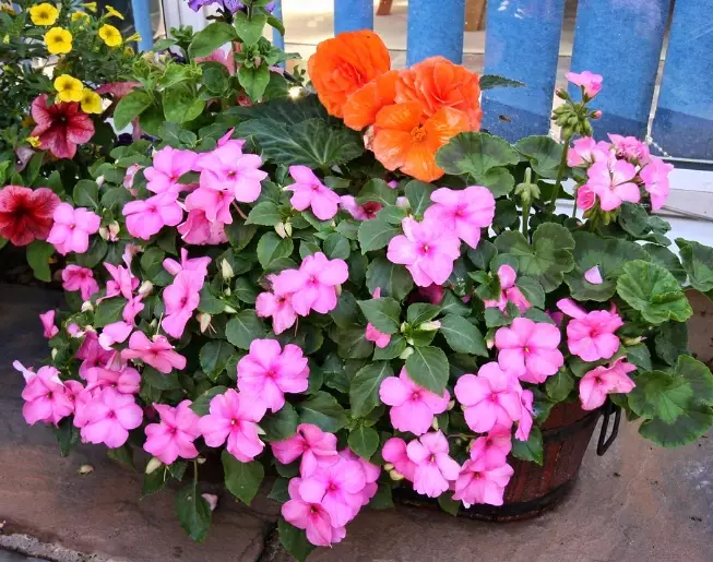 impatiens vs begonias