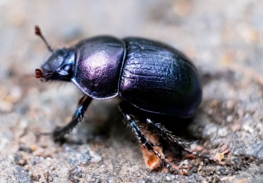 garden beetle control