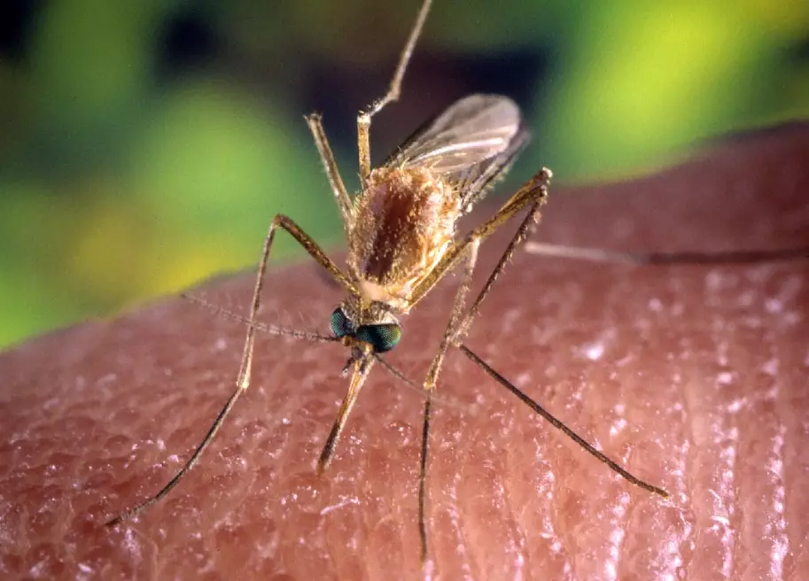 mosquito prevention mosquito prevention