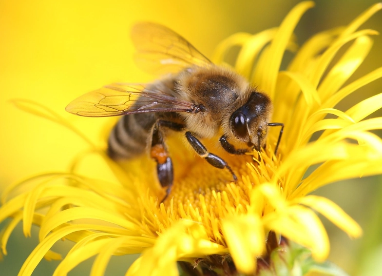bee conservation bee conservation