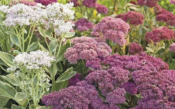 best sedum for shade