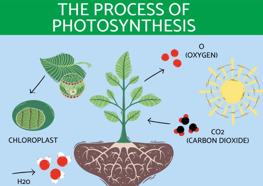photosynthesis steps