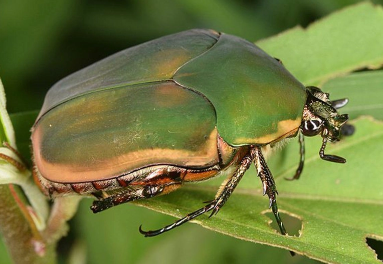 garden beetle control