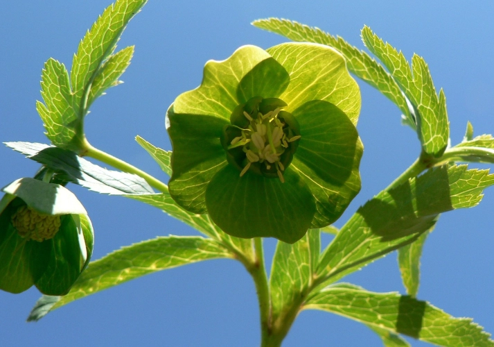 Black spots on helleborus leaves