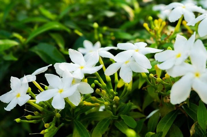 jasmine plant identification