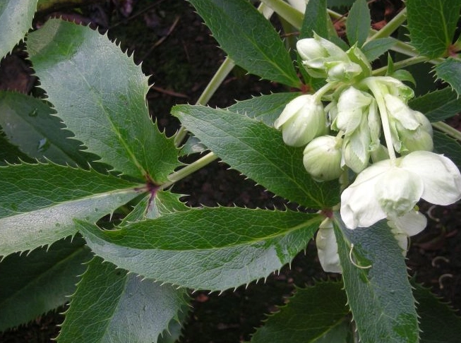 Helleborus leaves care