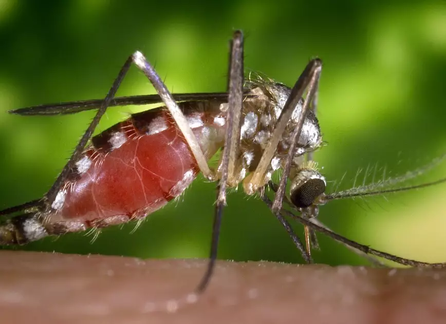 mosquito bites mosquito bites