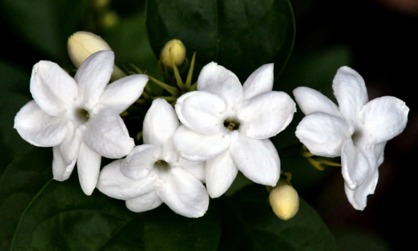 what does jasmine look like