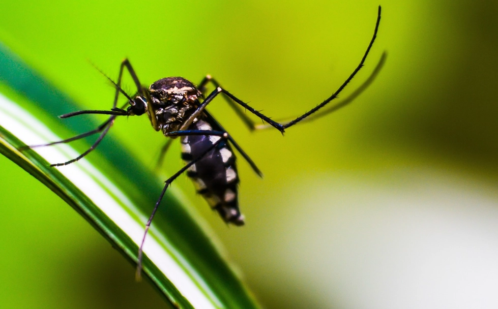 mosquito bites mosquito bites