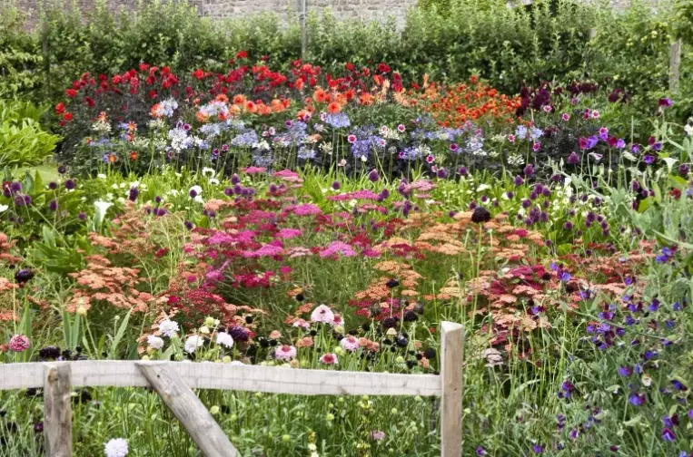 how to start a cut flower garden