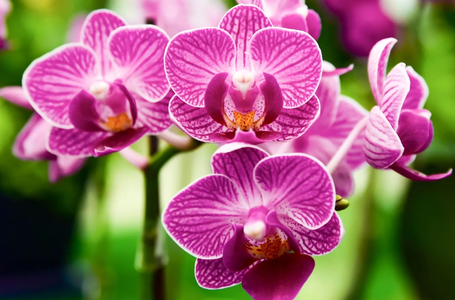 orchid care orchid care