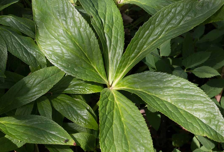 Hellebores leaves turning yellow