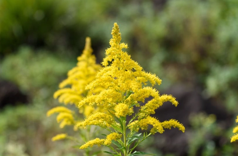 solidago species