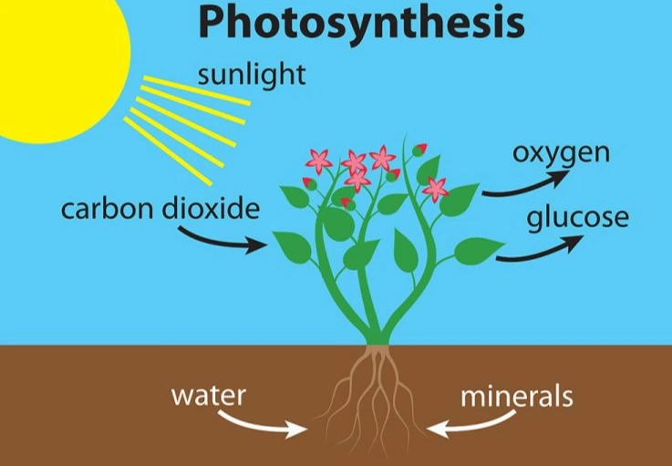 photosynthesis process