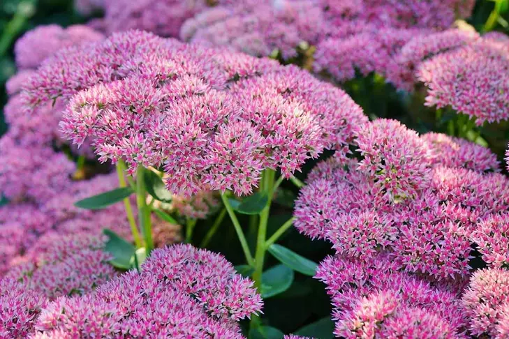 best sedum for shade