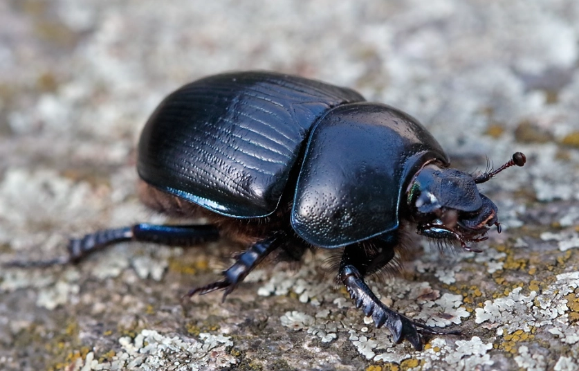 beetle identification