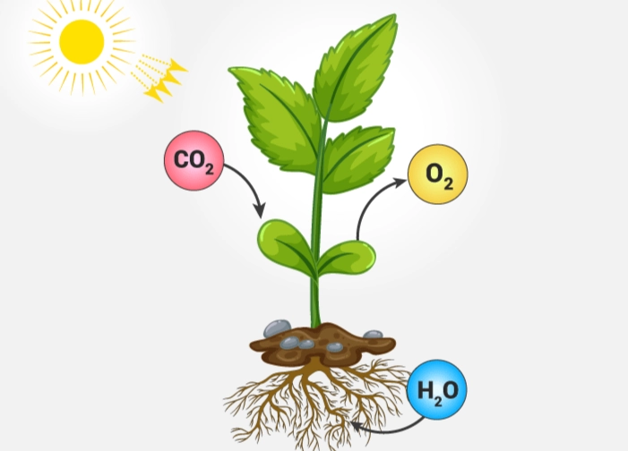 what is photosynthesis