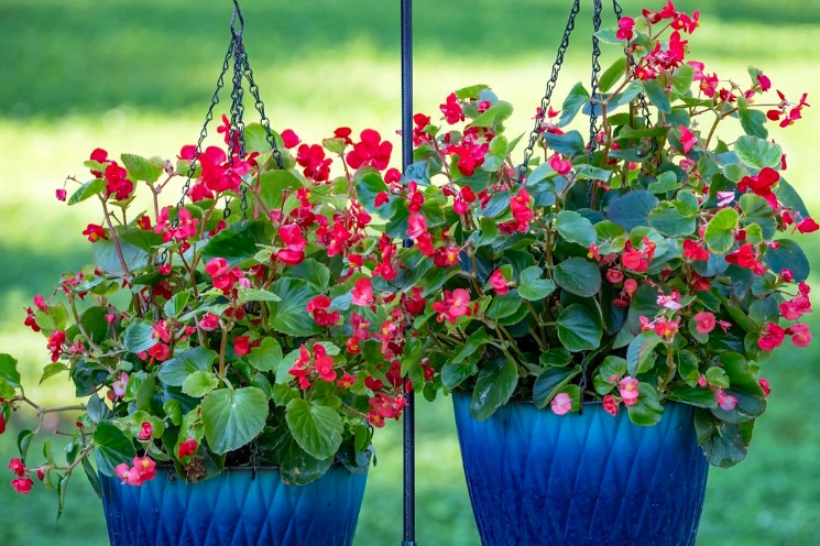 shade loving flowers