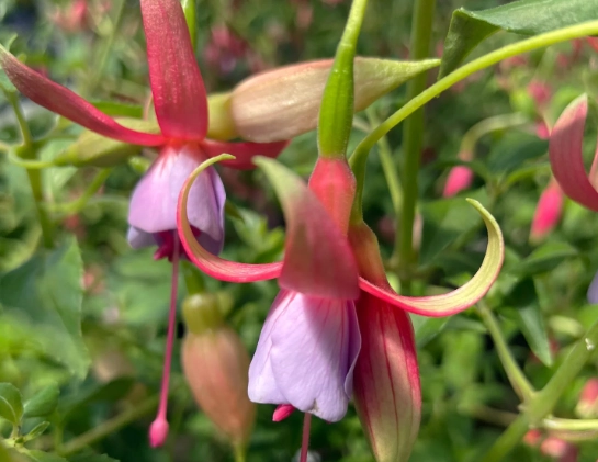 fuchsia magellanica