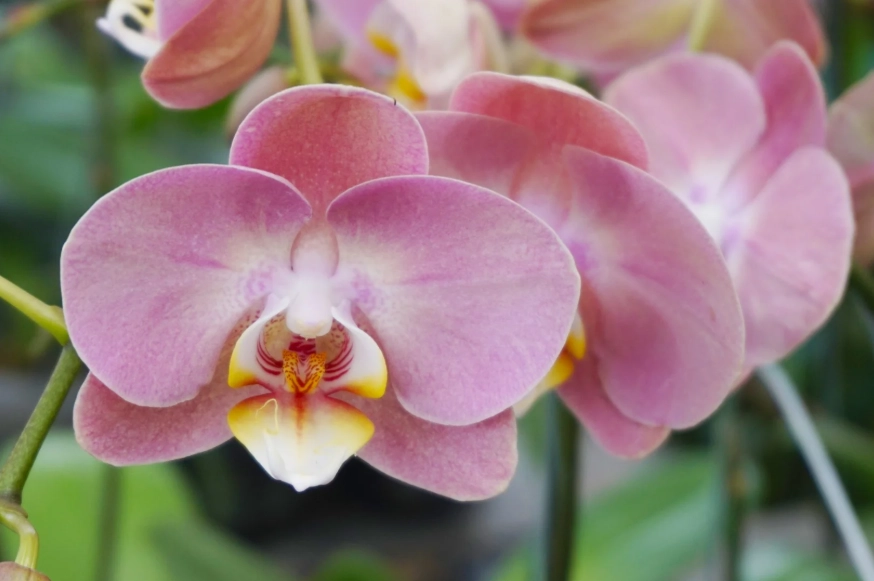 orchid problems orchid problems