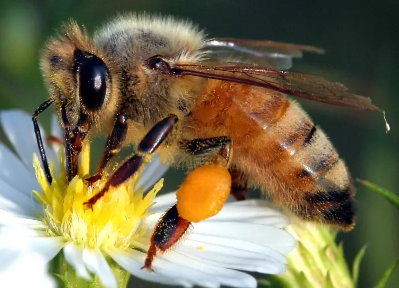 benefits of bees benefits of bees