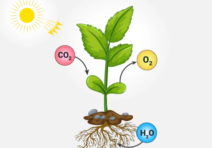 what is photosynthesis