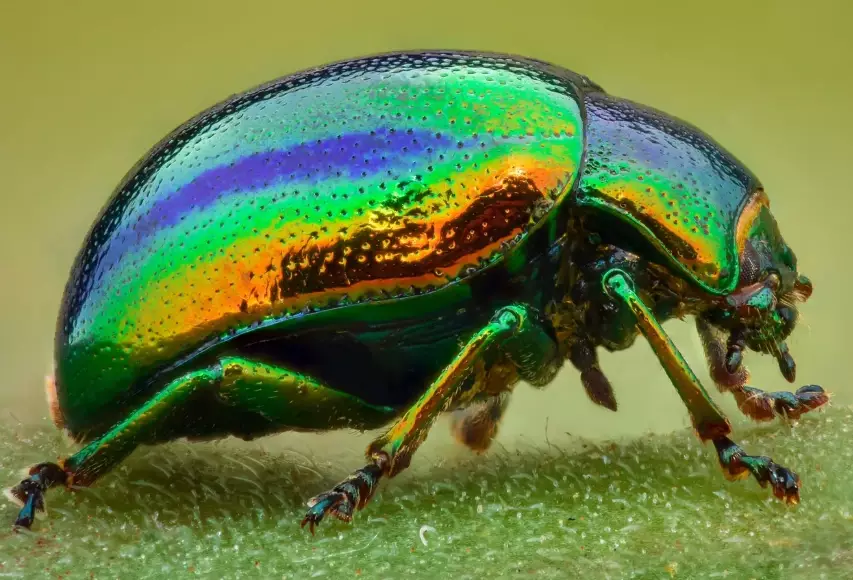 beetle identification