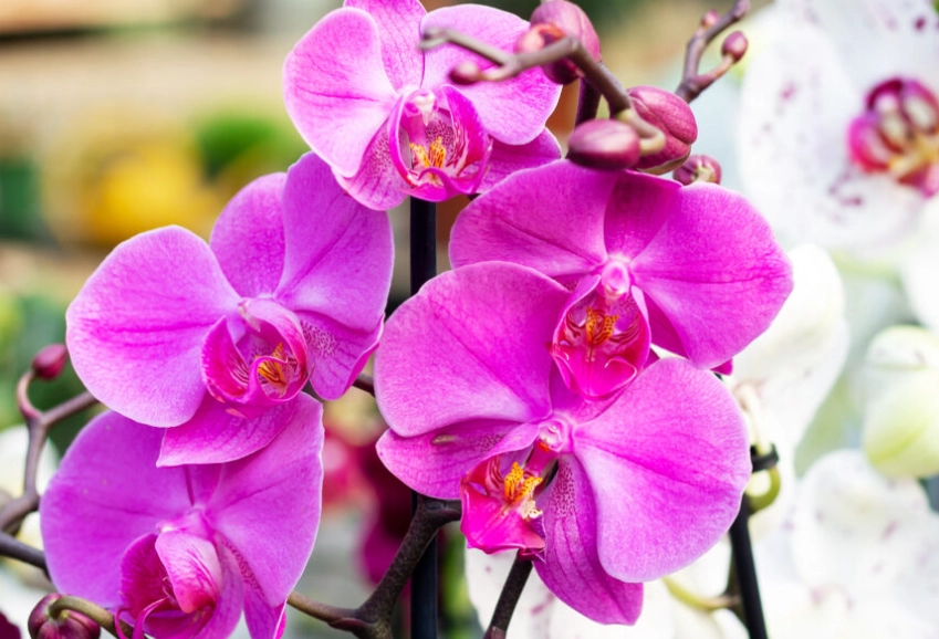 orchid types orchid types