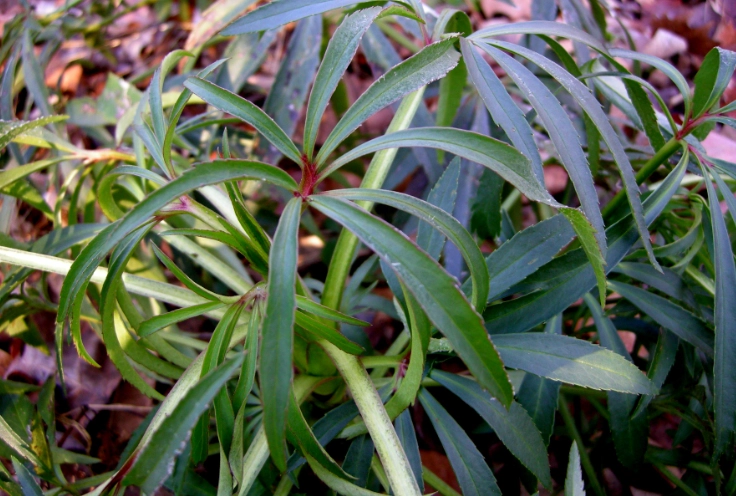 Black spots on helleborus leaves