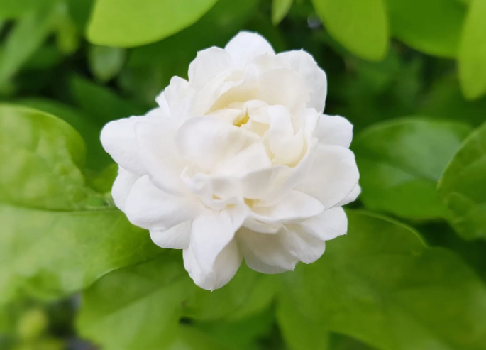 jasmine flower appearance