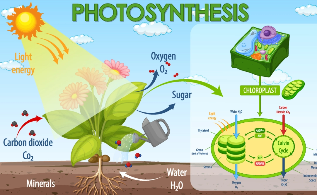photosynthesis process