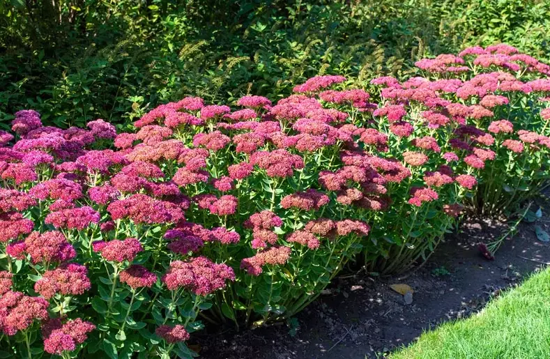 shade tolerant sedum