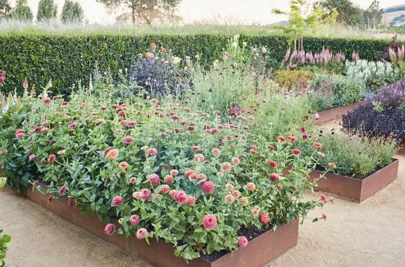 how to start a cut flower garden