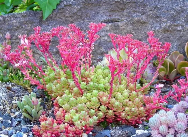 growing sedum in shade