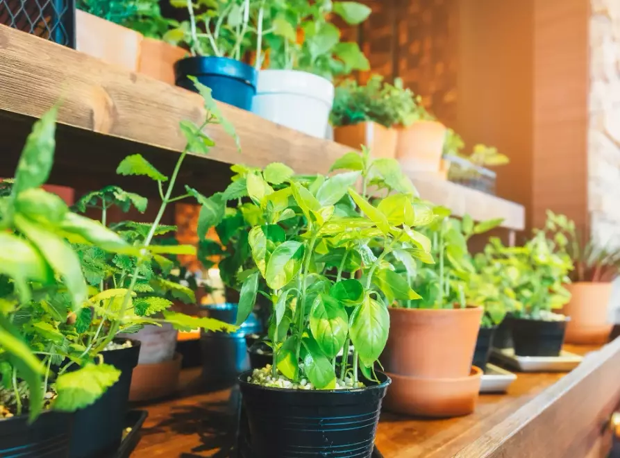 beginner indoor gardening beginner indoor gardening