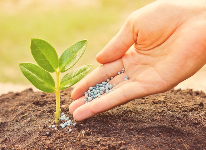 plant nutrient deficiency